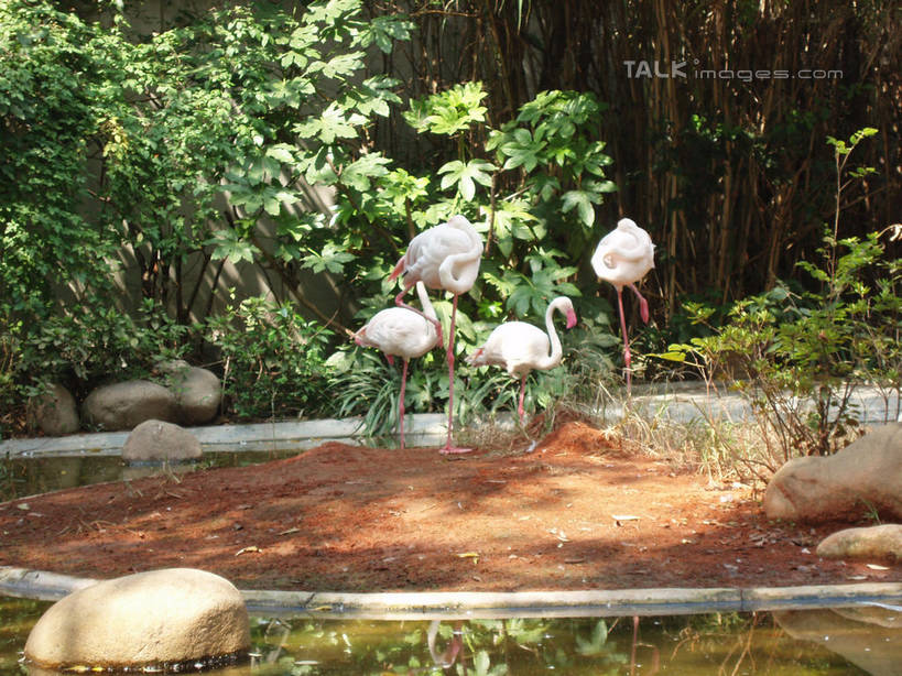 无人,动物园,站,横图,室外,白天,正面,旅游,度假,草地,草坪,石头,美景,植物,鸟,上海,中国,亚洲,四只,阴影,光线,鹤,鸟类,石子,影子,景观,注视,娱乐,草,树,树木,绿色,阳光,自然,观察,看,站着,享受,休闲,景色,放松,上海动物园,生长,成长,观看,申,察看,关注,自然风光,东亚,长宁区,上海市,中华人民共和国,沪,华东地区,虹桥路,石块,岩石,站立,彩图,全身,shslj1