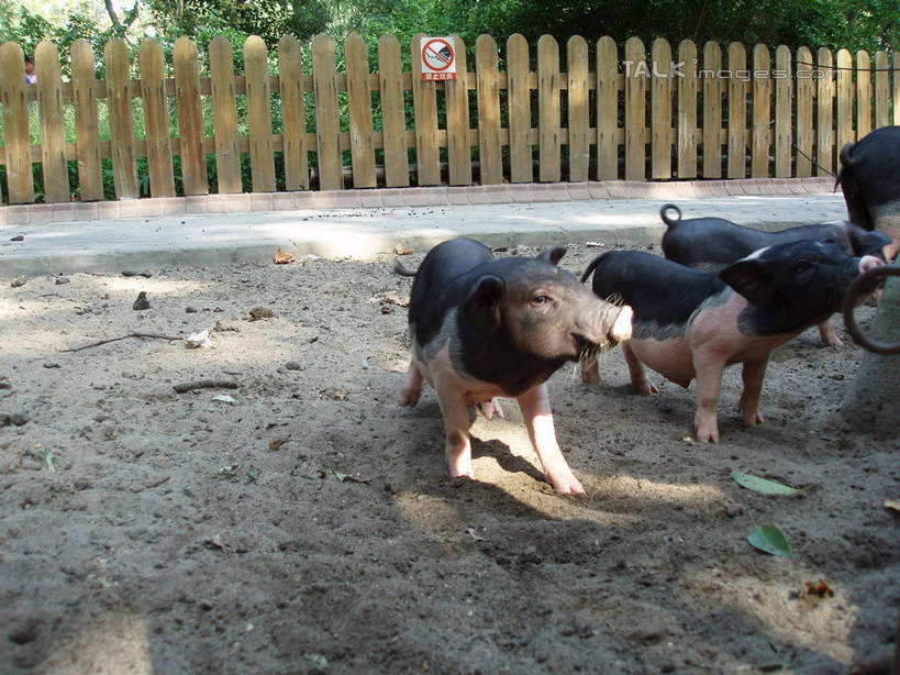 无人,动物园,栏杆,站,横图,室外,白天,正面,旅游,度假,草地,草坪,美景,植物,猪,上海,中国,亚洲,四只,阴影,光线,影子,栅栏,景观,篱笆,围栏,注视,娱乐,护栏,草,树,树木,绿色,阳光,自然,动物,观察,看,站着,享受,休闲,家畜,景色,放松,上海动物园,牲畜,生长,成长,观看,申,察看,关注,自然风光,东亚,长宁区,上海市,中华人民共和国,沪,华东地区,虹桥路,站立,半身,彩图,shslj1