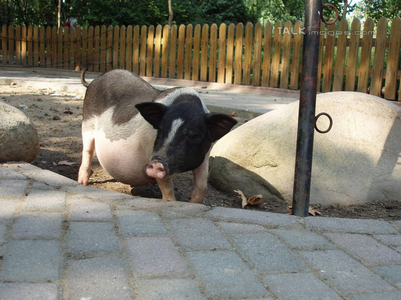 无人,动物园,栏杆,站,横图,室外,白天,正面,旅游,度假,草地,草坪,石头,美景,山,植物,猪,上海,中国,亚洲,阴影,艺术,光线,石子,影子,栅栏,手工艺品,景观,篱笆,山峰,围栏,山峦,注视,文化,娱乐,护栏,草,树,树木,一只,绿色,阳光,自然,动物,工艺品,观察,看,站着,享受,休闲,假山,家畜,景色,放松,上海动物园,牲畜,生长,成长,观看,申,察看,高雅,关注,自然风光,东亚,长宁区,上海市,中华人民共和国,沪,华东地区,虹桥路,自信心,品位,石块,岩石,站立,彩图,全身,小山,shslj1