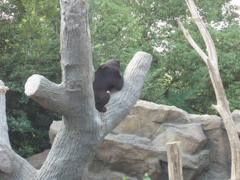 无人,动物园,坐,横图,室外,白天,侧面,旅游,度假,石头,美景,山,植物,野生动物,熊,黑熊,上海,中国,亚洲,阴影,艺术,光线,石子,影子,手工艺品,景观,山峰,树桩,山峦,文化,娱乐,树,树干,树木,一只,绿色,阳光,自然,动物,工艺品,享受,休闲,假山,木桩,景色,放松,上海动物园,生长,成长,申,高雅,自然风光,凶猛,东亚,长宁区,上海市,中华人民共和国,沪,华东地区,虹桥路,自信心,品位,黑瞎子,熊瞎子,残暴,凶残,石块,岩石,坐着,彩图,全身,小山,shslj1