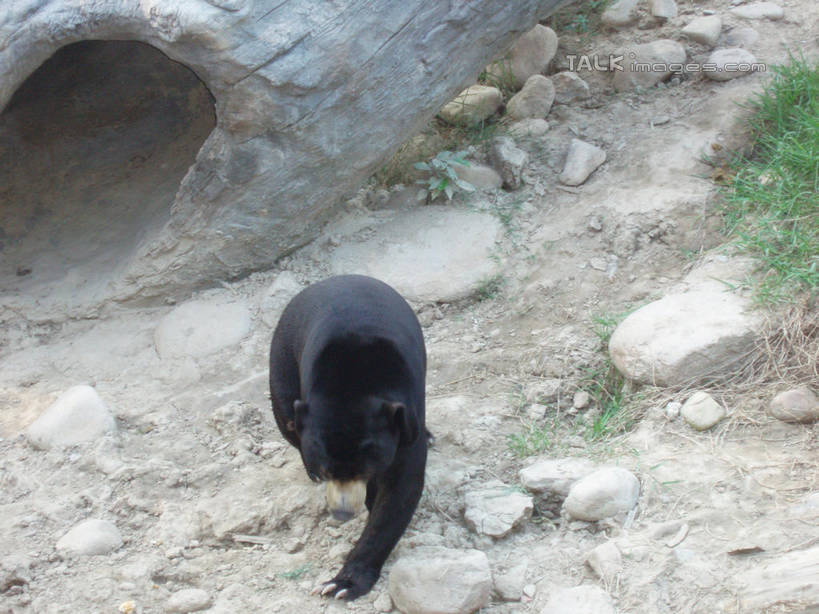 无人,动物园,站,横图,室外,白天,正面,旅游,度假,石头,美景,山,植物,野生动物,熊,黑熊,上海,中国,亚洲,阴影,艺术,光线,石子,影子,手工艺品,景观,山峰,树桩,山峦,文化,娱乐,树,树干,树木,一只,绿色,阳光,自然,动物,工艺品,站着,享受,休闲,假山,木桩,景色,放松,上海动物园,生长,成长,申,高雅,自然风光,凶猛,东亚,长宁区,上海市,中华人民共和国,沪,华东地区,虹桥路,自信心,品位,黑瞎子,熊瞎子,残暴,凶残,石块,岩石,站立,彩图,全身,小山,shslj1