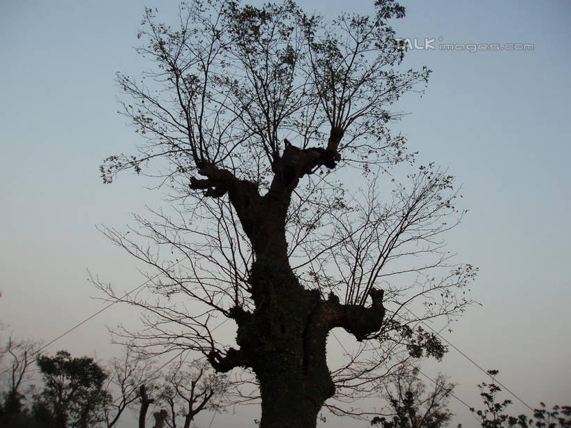 无人,横图,室外,白天,仰视,度假,美景,植物,城市风光,城市,上海,中国,亚洲,阴影,光线,影子,景观,树桩,娱乐,树,树干,树木,蓝色,绿色,蓝天,天空,阳光,自然,天,享受,休闲,木桩,景色,放松,东方绿舟,生长,晴朗,成长,申,青浦区,东亚,上海市,万里无云,中华人民共和国,沪,华东地区,晴空,晴空万里,彩图,低角度拍摄,shslj1