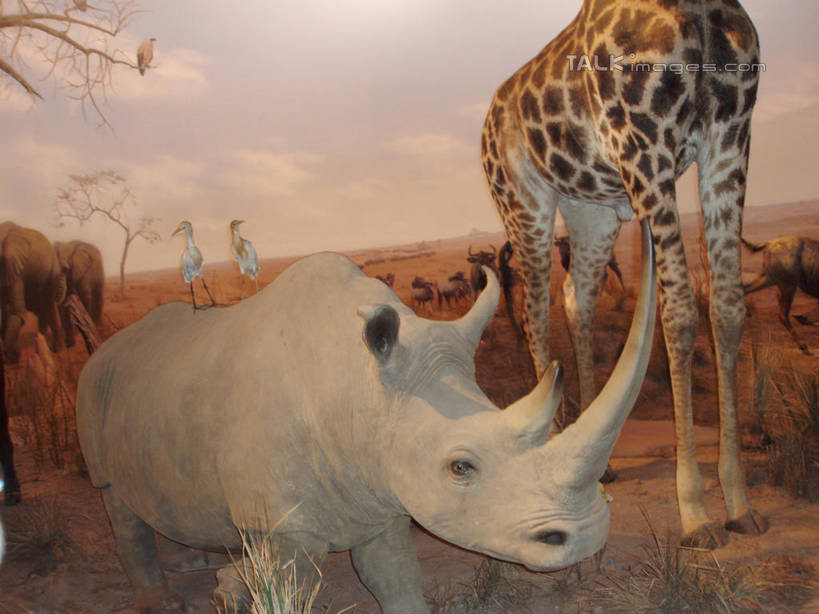 无人,博物馆,站,横图,室内,白天,正面,旅游,度假,植物,标志建筑,地标,建筑,哺乳动物,长颈鹿,野生动物,上海,中国,亚洲,研究,标本,教育,娱乐,建设,浦东,树,树木,绿色,自然,动物,站着,两只,享受,休闲,旅游胜地,放松,上海科技馆,活泼,生长,成长,展览,申,欣赏,凶猛,陈列,浦东新区,世纪大道,东亚,上海市,中华人民共和国,沪,华东地区,典藏,残暴,凶残,犀牛,站立,半身,彩图,shslj1