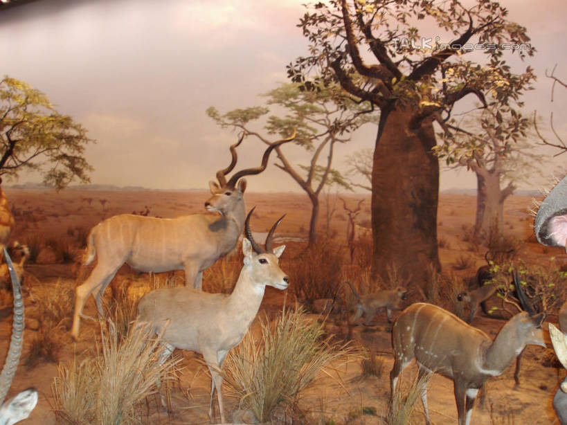 无人,博物馆,站,横图,室内,白天,正面,旅游,度假,草地,草坪,植物,标志建筑,地标,建筑,哺乳动物,鹿,野生动物,上海,中国,亚洲,三只,研究,标本,教育,注视,娱乐,建设,浦东,草,树,树木,绿色,自然,动物,观察,看,站着,享受,休闲,旅游胜地,放松,可爱,上海科技馆,活泼,生长,成长,观看,展览,申,察看,关注,欣赏,陈列,浦东新区,世纪大道,东亚,上海市,中华人民共和国,沪,华东地区,典藏,站立,半身,彩图,shslj1