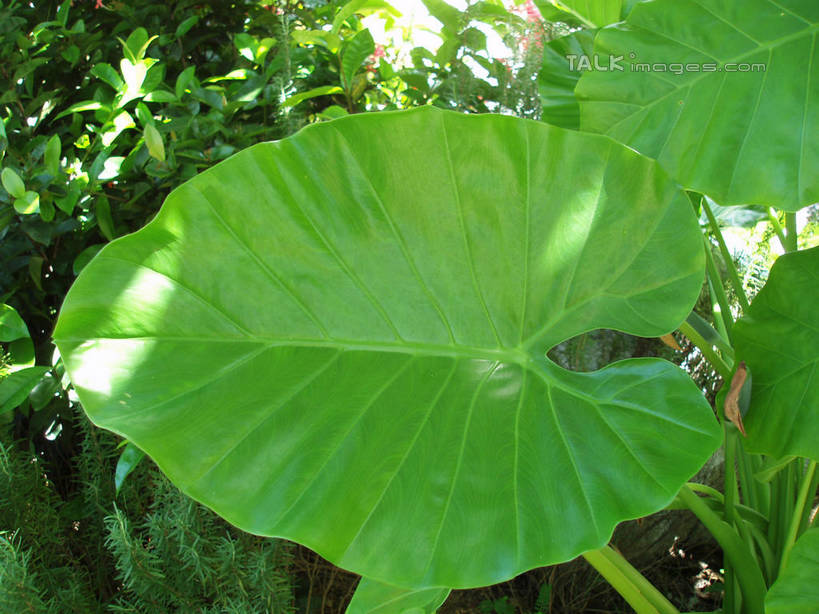 无人,横图,俯视,室外,白天,美景,植物,叶子,三亚,中国,亚洲,阴影,光线,纹理,影子,景观,绿叶,海南,绿色,阳光,自然,嫩叶,景色,海南省,自然风光,东亚,三亚市,肌理,中华人民共和国,华南地区,琼,叶,叶片,叶脉,彩图,高角度拍摄,shslj1