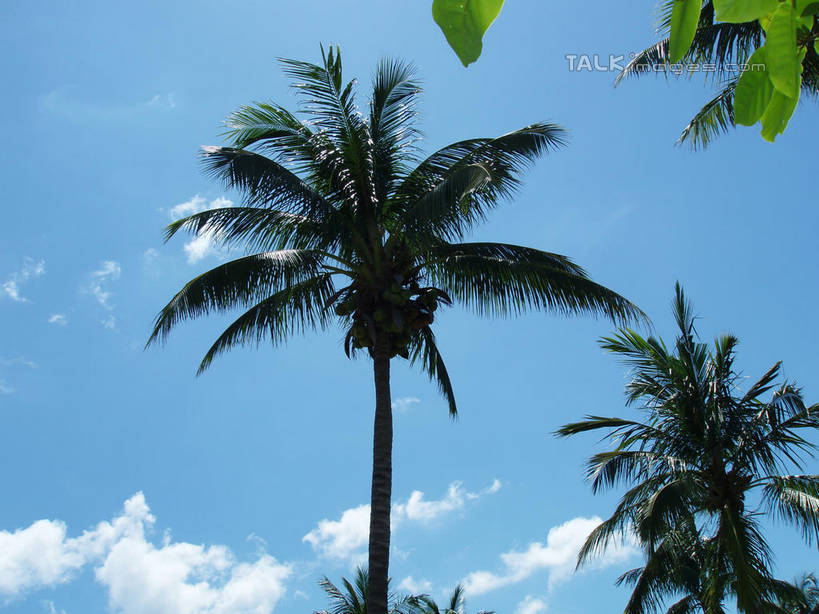 无人,横图,室外,白天,仰视,旅游,度假,美景,植物,棕榈树,叶子,三亚,中国,亚洲,阴影,光线,影子,景观,云,云朵,绿叶,云彩,娱乐,树,树木,海南,蓝色,绿色,白云,蓝天,天空,阳光,自然,天,享受,休闲,嫩叶,景色,放松,海南省,生长,晴朗,成长,自然风光,东亚,棕榈叶,三亚市,中华人民共和国,华南地区,琼,叶,叶片,晴空,棕树,棕榈,彩图,低角度拍摄,shslj1