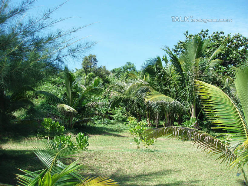 无人,横图,室外,白天,正面,旅游,度假,草地,草坪,美景,植物,棕榈树,叶子,三亚,中国,亚洲,阴影,光线,影子,景观,绿叶,娱乐,草,树,树木,海南,蓝色,绿色,蓝天,天空,阳光,自然,天,享受,休闲,嫩叶,景色,放松,海南省,生长,晴朗,成长,自然风光,东亚,棕榈叶,三亚市,万里无云,中华人民共和国,华南地区,琼,叶,叶片,晴空,晴空万里,棕树,棕榈,彩图,shslj1