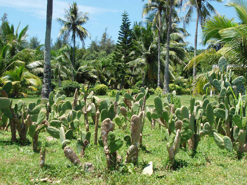 无人,横图,室外,白天,正面,旅游,度假,草地,草坪,美景,植物,棕榈树,叶子,三亚,中国,亚洲,阴影,光线,影子,景观,云,云朵,绿叶,云彩,娱乐,草,树,树木,海南,蓝色,绿色,白云,蓝天,天空,阳光,自然,天,享受,休闲,嫩叶,景色,放松,海南省,生长,晴朗,成长,自然风光,东亚,棕榈叶,三亚市,中华人民共和国,华南地区,琼,叶,叶片,晴空,棕树,棕榈,彩图,shslj1
