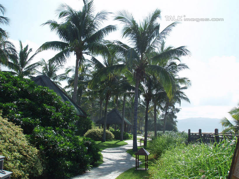 无人,横图,室外,白天,正面,旅游,度假,草地,草坪,美景,植物,道路,路,棕榈树,叶子,三亚,中国,亚洲,阴影,光线,影子,景观,小路,绿叶,交通,娱乐,草,树,树木,海南,绿色,天空,阳光,自然,天,享受,休闲,嫩叶,景色,放松,海南省,乡间小路,生长,成长,自然风光,东亚,棕榈叶,三亚市,中华人民共和国,华南地区,琼,叶,叶片,棕树,棕榈,彩图,shslj1