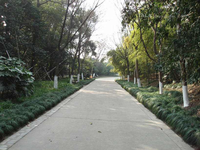 无人,横图,室外,白天,正面,旅游,度假,草地,草坪,美景,植物,道路,路,上海,中国,亚洲,阴影,光线,影子,景观,小路,交通,娱乐,草,树,树木,绿色,天空,阳光,自然,天,享受,休闲,景色,放松,上海植物园,龙吴路,生长,成长,申,自然风光,东亚,徐汇区,上海市,中华人民共和国,沪,华东地区,彩图,shslj1