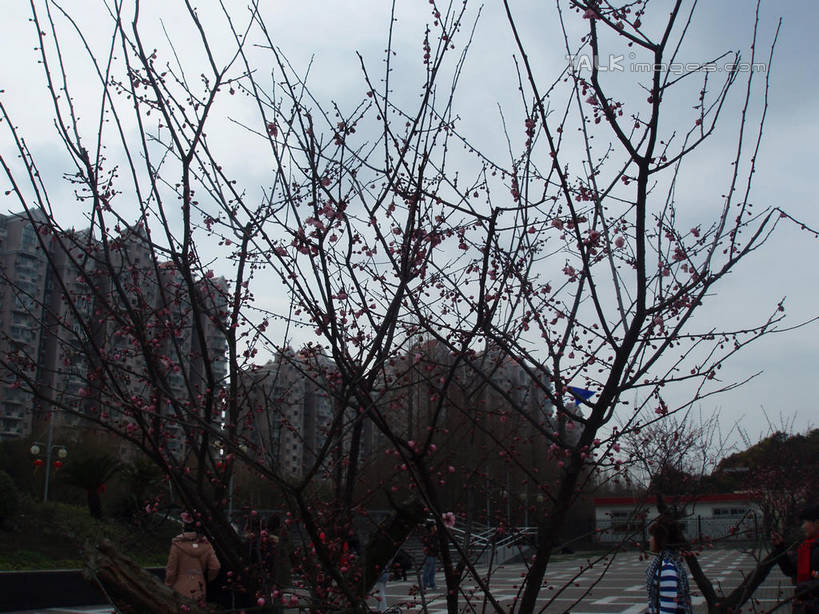 东方人,公园,家,高楼大厦,走,横图,室外,白天,仰视,度假,美景,植物,城市风光,城市,大厦,建筑,摩天大楼,上海,中国,亚洲,行人,游客,游人,服装,房屋,屋子,景观,云,云朵,公寓,许多人,云彩,休闲装,黄种人,娱乐,建设,浦东,洋房,楼房,路人,旅客,住宅,树,树木,衣服,绿色,白云,天空,自然,天,一群人,享受,休闲,休闲服,景色,放松,服饰,世纪公园,生长,成长,申,浦东新区,东亚,上海市,中华人民共和国,沪,华东地区,过客,男人,男性,年轻男性,年轻女性,女人,女性,亚洲人,步行,散步,走路,半身,彩图,低角度拍摄,房子,大楼,高层建筑,高楼,摩天楼,浦东中央公园,shslj1