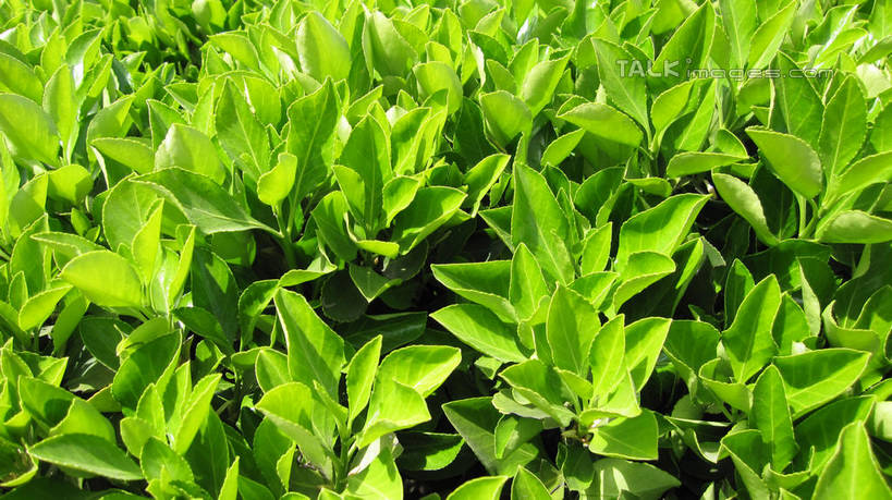 无人,横图,俯视,室外,特写,白天,草地,草坪,美景,植物,叶子,上海,中国,亚洲,阴影,朦胧,模糊,光线,影子,景观,绿叶,草,绿色,阳光,自然,嫩叶,景色,锦江乐园,申,自然风光,东亚,闵行区,上海市,中华人民共和国,沪,华东地区,叶,叶片,彩图,高角度拍摄,shslj1