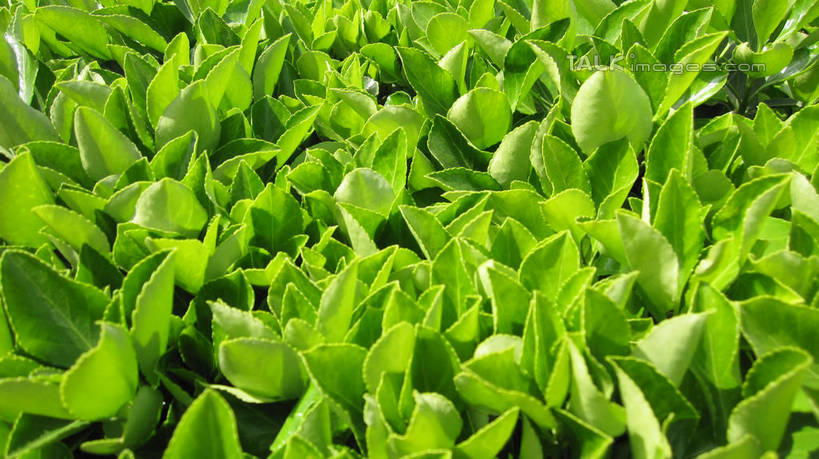 无人,横图,俯视,室外,特写,白天,草地,草坪,美景,植物,叶子,上海,中国,亚洲,阴影,朦胧,模糊,光线,影子,景观,绿叶,草,绿色,阳光,自然,嫩叶,景色,锦江乐园,申,自然风光,东亚,闵行区,上海市,中华人民共和国,沪,华东地区,叶,叶片,彩图,高角度拍摄,shslj1