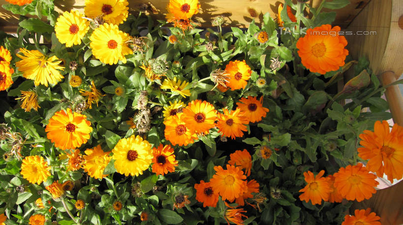 无人,横图,俯视,室外,白天,快乐,幸福,花海,花圃,美景,植物,叶子,上海,中国,亚洲,阴影,盛开,光线,影子,景观,玛格丽特,花蕾,雏菊,花,花瓣,花朵,花卉,鲜花,黄色,绿色,阳光,自然,花丛,花束,花田,花苞,花蕊,橙色,菊花,景色,活力,锦江乐园,希望,申,坚强,自然风光,和平,东亚,离别,闵行区,上海市,中华人民共和国,沪,华东地区,延命菊,幸福花,春菊,马兰头花,暗恋,纯情,单恋,天真,彩图,高角度拍摄,愉快,shslj1