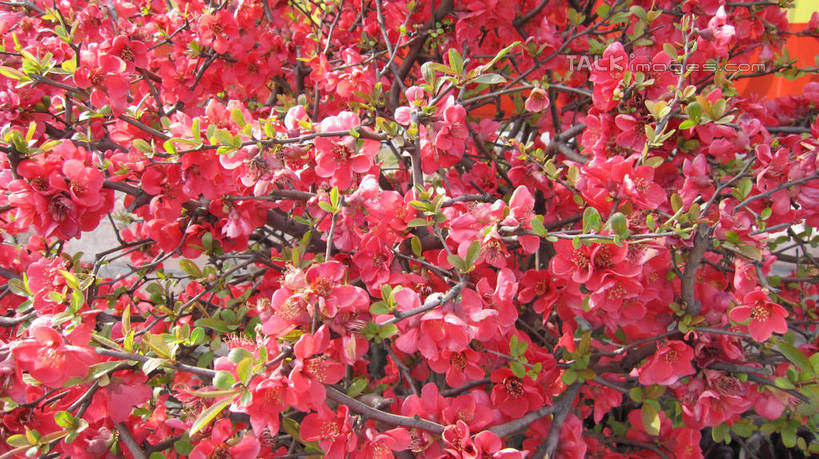 无人,横图,室外,特写,白天,正面,爱情,美景,植物,桃花,叶子,上海,中国,亚洲,阴影,盛开,光线,影子,景观,绿叶,花蕾,花,花瓣,花朵,鲜花,树,树木,红色,绿色,阳光,自然,花苞,花蕊,嫩叶,景色,锦江乐园,生长,成长,申,俘虏,自然风光,东亚,闵行区,上海市,中华人民共和国,沪,华东地区,叶,叶片,彩图,shslj1