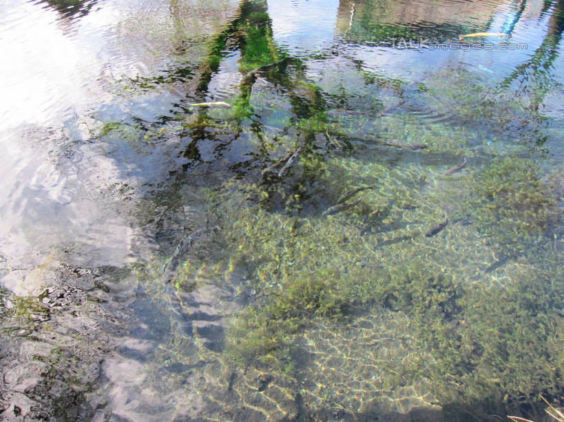 无人,横图,俯视,室外,白天,旅游,度假,美景,日本,亚洲,阴影,波纹,光线,影子,池塘,景观,水池,青苔,苔藓,涟漪,娱乐,水纹,阳光,自然,波浪,享受,休闲,景色,放松,泉水,忍野八海,自然风光,东亚,本州,本州岛,日本国,中部地方,山梨,山梨县,水晕,彩图,高角度拍摄,涌泉群,shslj1