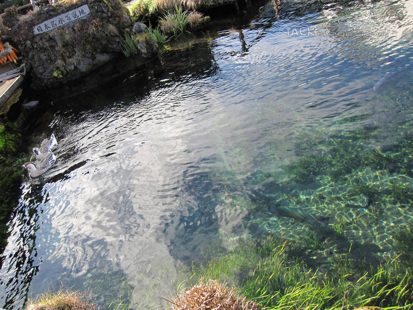 无人,横图,俯视,室外,白天,旅游,度假,美景,日本,亚洲,阴影,波纹,光线,影子,池塘,景观,水池,青苔,苔藓,涟漪,娱乐,水纹,阳光,自然,波浪,享受,休闲,景色,放松,泉水,忍野八海,自然风光,东亚,本州,本州岛,日本国,中部地方,山梨,山梨县,水晕,彩图,高角度拍摄,涌泉群,shslj1