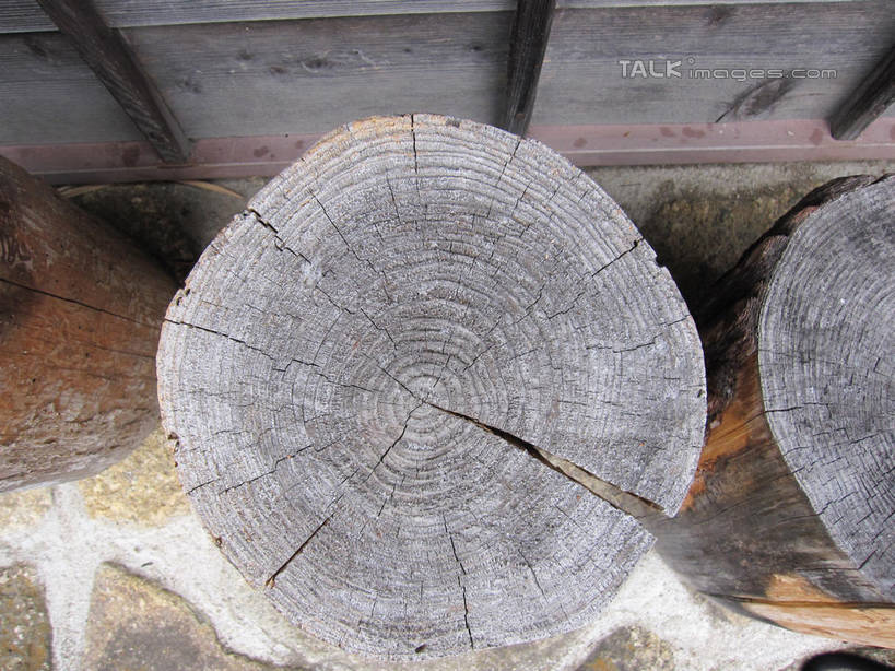 无人,横图,俯视,室外,特写,白天,静物,纹路,纹理,圆环,圆圈,树桩,年轮,树,树干,木桩,年龄,环状,肌理,周期,年数,彩图,高角度拍摄,shslj1