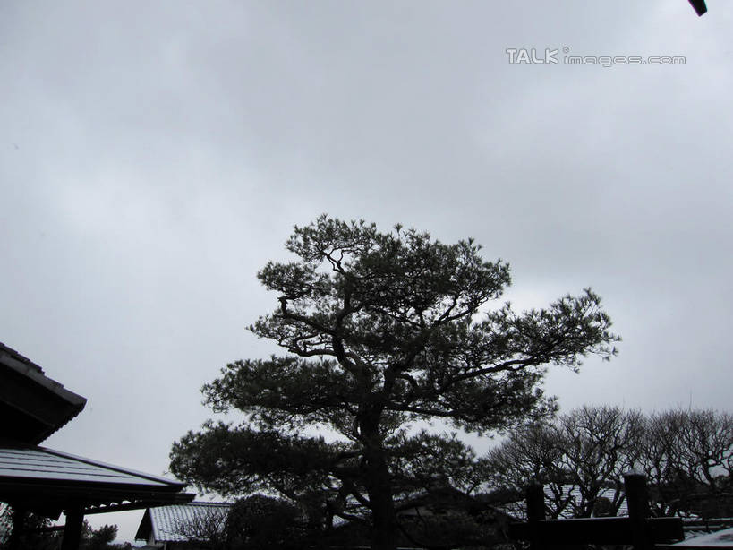 无人,家,横图,室外,白天,仰视,旅游,度假,植物,建筑,日本,亚洲,瓦片,房屋,屋顶,屋子,顶棚,瓦,娱乐,楼房,住宅,树,树木,绿色,自然,享受,休闲,放松,建造,生长,成长,东亚,屋瓦,日本国,彩图,低角度拍摄,房子,shslj1