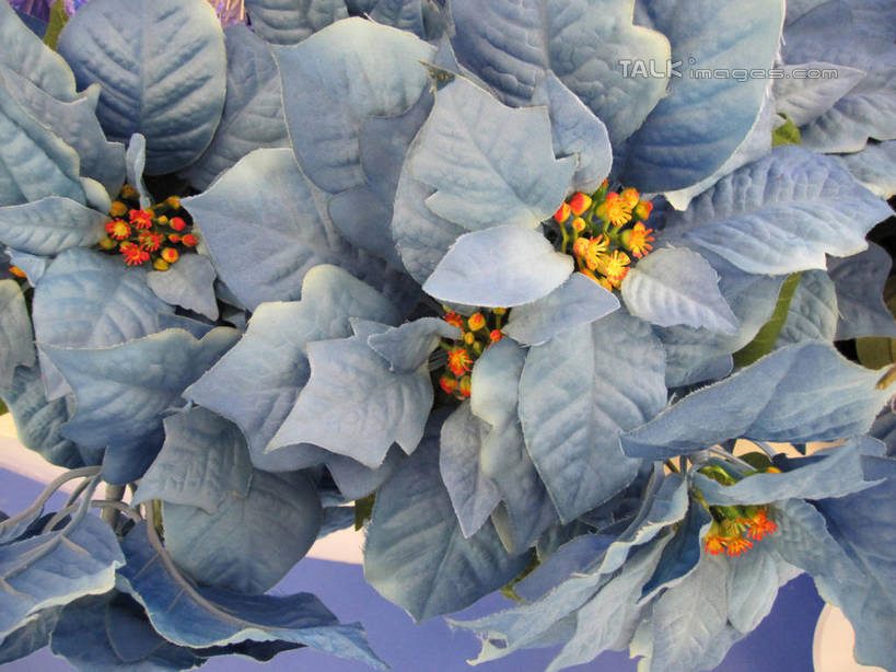 无人,横图,俯视,室内,特写,白天,酒店,圣诞节,节日,庆祝,盛开,透明,圣诞红,一品红,花蕾,文化,花,花瓣,花朵,鲜花,蓝色,花苞,花蕊,圣诞花,庆典,猩猩木,纪念,绿洲,理智,沉静,冷色,高深,冷淡,彩图,高角度拍摄,旅店,shslj1