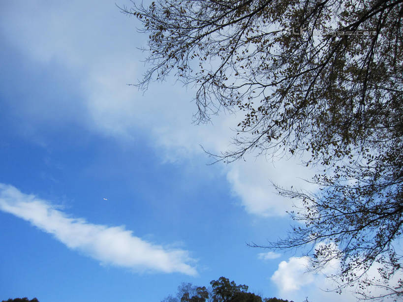 无人,公园,横图,室外,白天,仰视,旅游,度假,美景,植物,日本,亚洲,阴影,光线,影子,景观,云,云朵,中央区,云彩,娱乐,树,树木,蓝色,绿色,白云,蓝天,天空,阳光,自然,天,享受,休闲,景色,放松,大阪,大阪城公园,生长,晴朗,成长,自然风光,东亚,本州,大阪府,本州岛,日本国,近畿地方,近畿,晴空,彩图,低角度拍摄,shslj1