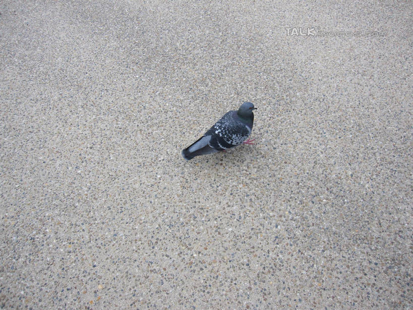 无人,公园,站,横图,俯视,室外,白天,友谊,鸽子,鸟,日本,亚洲,鸟类,中央区,注视,一只,灰色,观察,看,站着,大阪,大阪城公园,观看,察看,象征,关注,和平,东亚,本州,大阪府,本州岛,日本国,近畿地方,近畿,信使,站立,彩图,高角度拍摄,全身,shslj1