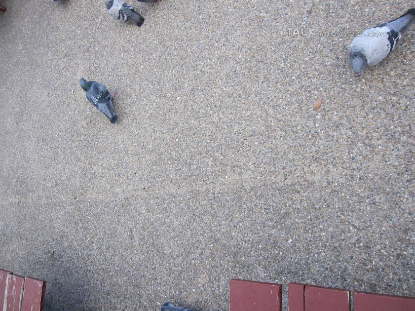 无人,公园,站,横图,俯视,室外,白天,友谊,鸽子,鸟,日本,亚洲,四只,鸟类,中央区,注视,灰色,观察,看,站着,大阪,大阪城公园,观看,察看,象征,关注,和平,东亚,本州,大阪府,本州岛,日本国,近畿地方,近畿,信使,站立,半身,彩图,高角度拍摄,shslj1