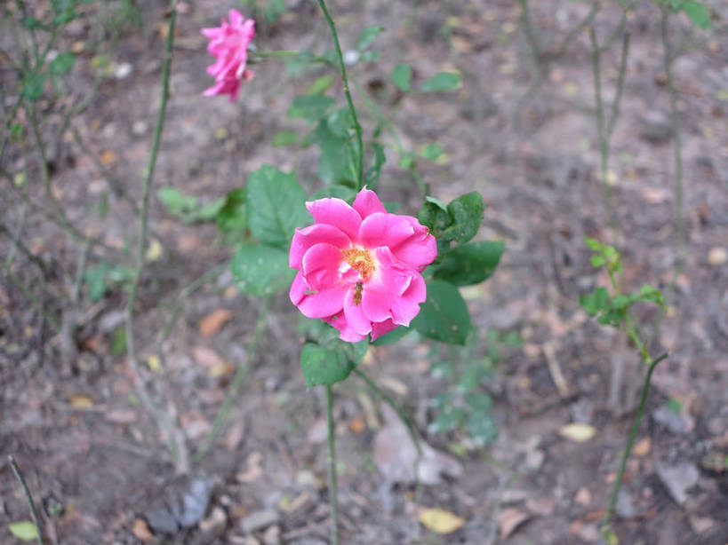 无人,横图,俯视,室外,特写,白天,幸福,美景,月季花,叶子,上海,中国,亚洲,朦胧,模糊,盛开,景观,绿叶,花蕾,花,花瓣,花朵,鲜花,两朵,粉色,自然,花苞,花蕊,嫩叶,景色,希望,申,自然风光,东亚,长宁区,上海市,中华人民共和国,沪,华东地区,中山公园,美艳,光荣,叶,叶片,月月红,月季,长春花,彩图,高角度拍摄,shslj1