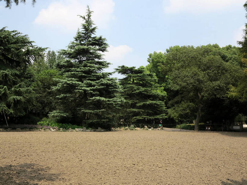 无人,横图,室外,白天,正面,旅游,度假,草地,草坪,美景,树林,植物,道路,路,上海,中国,亚洲,阴影,光线,影子,景观,云,云朵,小路,交通,云彩,娱乐,草,树,树木,蓝色,绿色,白云,蓝天,天空,阳光,自然,天,享受,休闲,景色,放松,生长,晴朗,成长,申,自然风光,东亚,上海市,嘉定区,古猗园,中华人民共和国,沪,华东地区,晴空,彩图,古漪园,南翔,南翔镇,shslj1