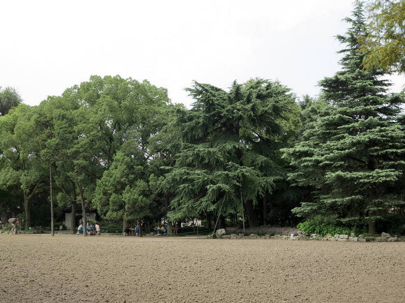 无人,横图,室外,白天,正面,旅游,度假,草地,草坪,美景,树林,植物,道路,路,上海,中国,亚洲,景观,小路,交通,娱乐,草,树,树木,绿色,天空,自然,天,享受,休闲,景色,放松,生长,成长,申,自然风光,东亚,上海市,嘉定区,古猗园,中华人民共和国,沪,华东地区,彩图,古漪园,南翔,南翔镇,shslj1