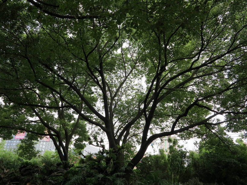 无人,横图,室外,白天,仰视,旅游,度假,草地,草坪,美景,树林,植物,上海,中国,亚洲,景观,娱乐,草,树,树木,绿色,自然,享受,休闲,景色,放松,生长,成长,申,自然风光,东亚,上海市,嘉定区,古猗园,中华人民共和国,沪,华东地区,彩图,低角度拍摄,古漪园,南翔,南翔镇,shslj1