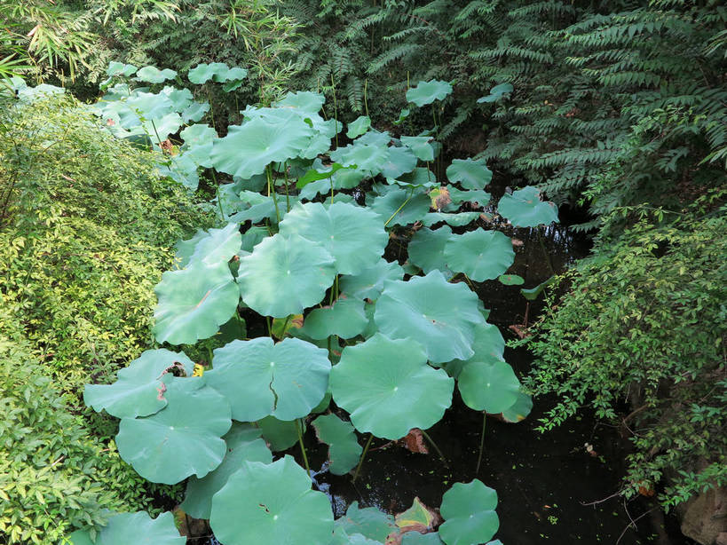 无人,横图,俯视,室外,白天,旅游,度假,草地,草坪,美景,水,植物,叶子,上海,中国,亚洲,纹理,液体,景观,水滴,荷叶,绿叶,娱乐,草,绿色,自然,享受,休闲,嫩叶,景色,放松,申,自然风光,东亚,上海市,嘉定区,古猗园,肌理,中华人民共和国,沪,华东地区,莲叶,叶,叶片,叶脉,彩图,高角度拍摄,古漪园,南翔,南翔镇,shslj1