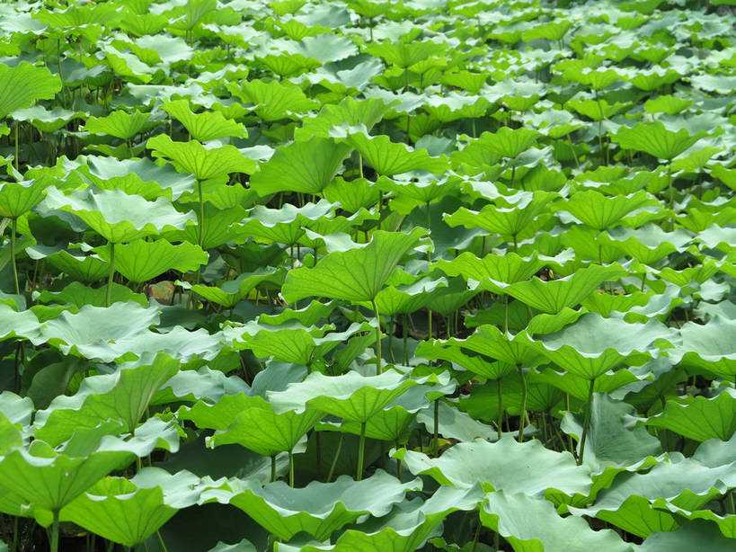 无人,横图,俯视,室外,特写,白天,美景,植物,叶子,上海,中国,亚洲,许多,新鲜,纹理,景观,荷叶,绿叶,很多,绿色,自然,嫩叶,景色,青春,申,生命,自然风光,和平,安详,东亚,上海市,嘉定区,古猗园,肌理,中华人民共和国,沪,华东地区,莲叶,冷色,叶,叶片,叶脉,彩图,高角度拍摄,全画面,全框架,全帧,古漪园,南翔,南翔镇,全画幅,shslj1