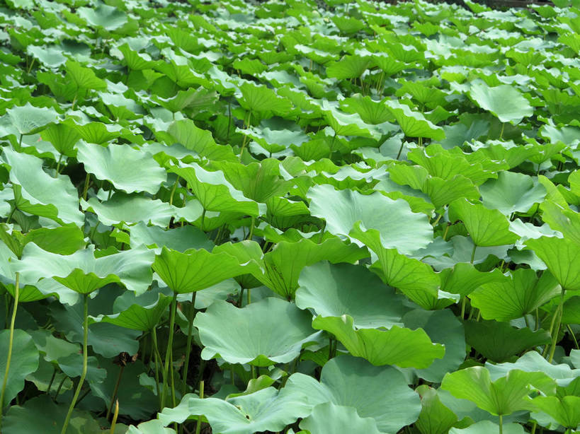 无人,横图,俯视,室外,特写,白天,美景,植物,叶子,上海,中国,亚洲,许多,新鲜,纹理,景观,荷叶,绿叶,很多,绿色,自然,嫩叶,景色,青春,申,生命,自然风光,和平,安详,东亚,上海市,嘉定区,古猗园,肌理,中华人民共和国,沪,华东地区,莲叶,冷色,叶,叶片,叶脉,彩图,高角度拍摄,全画面,全框架,全帧,古漪园,南翔,南翔镇,全画幅,shslj1