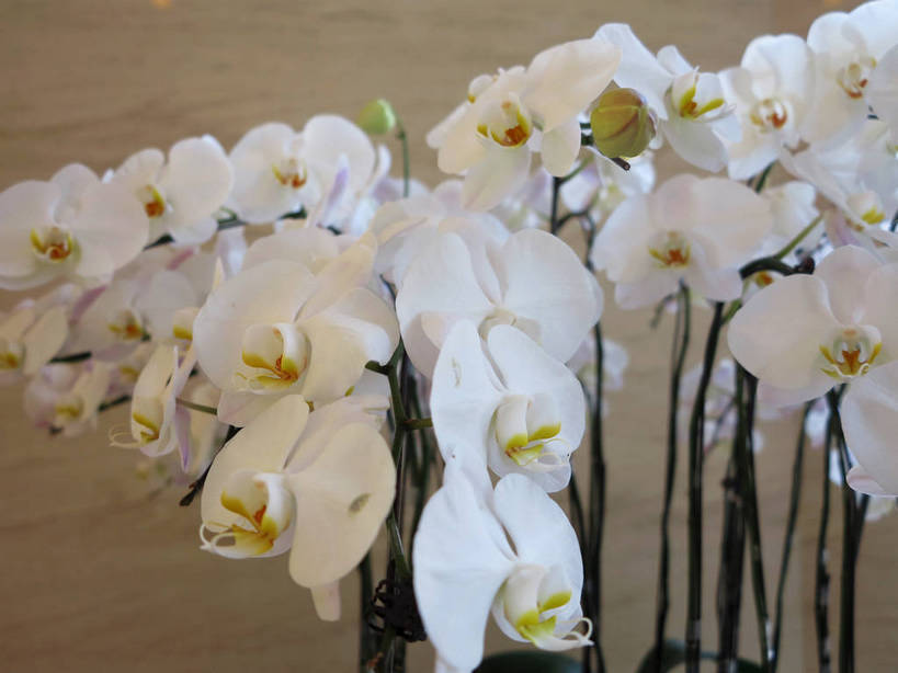 无人,横图,室内,特写,白天,正面,蝴蝶兰,许多,盛开,墙,很多,花蕾,墙壁,墙面,花,花瓣,花朵,鲜花,白色,花苞,花蕊,蝶兰,兰中皇后,兰花,彩图,兰花之后,台湾蝴蝶兰,shslj1