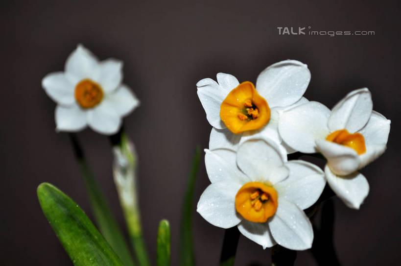无人,横图,室内,特写,白天,正面,水仙花,四朵,灰色背景,盛开,花蕾,花,花瓣,花朵,鲜花,白色,花苞,花蕊,摄影,影棚,摄影棚,金盏银台,玉玲珑,女史花,雅蒜,天蒜,黄水仙,凌波仙子,水仙,天葱,五色水仙,洋水仙,彩图,影棚拍摄,拍摄,丁香水仙,shslj1