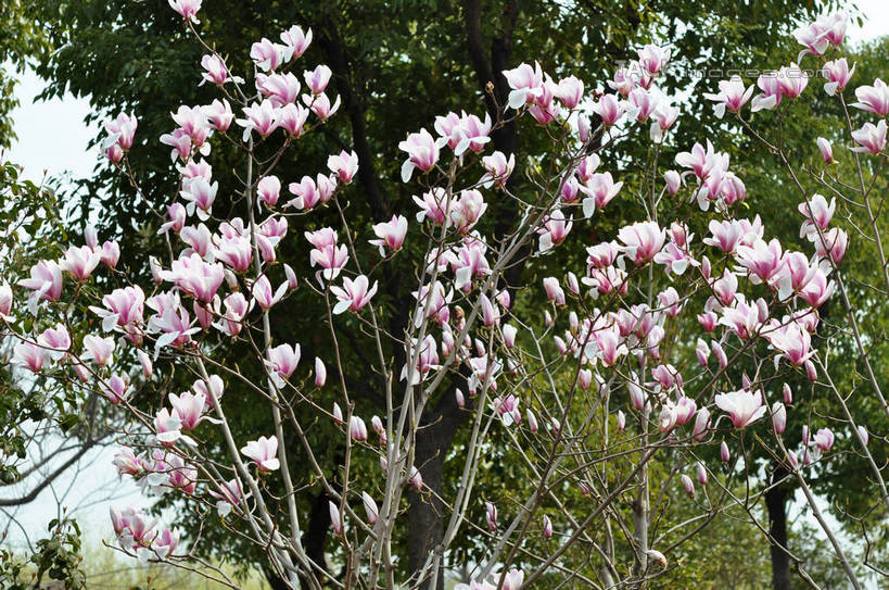 无人,横图,室外,白天,仰视,美景,树林,植物,许多,盛开,景观,很多,花蕾,花,花瓣,花朵,鲜花,树,树木,粉色,绿色,自然,花苞,花蕊,景色,生长,成长,自然风光,紫玉兰,辛夷,木笔,木兰花,木兰,彩图,低角度拍摄,红玉兰,木笔花,望春,shslj1