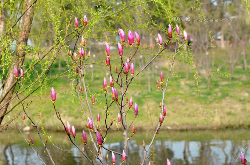 无人,横图,室外,白天,正面,草地,草坪,河流,美景,树林,水,植物,许多,阴影,朦胧,模糊,盛开,光线,影子,河水,景观,水流,枝条,很多,花蕾,草,花,花瓣,花朵,鲜花,树,树木,树枝,绿色,紫色,阳光,自然,花苞,花蕊,景色,生长,成长,自然风光,紫玉兰,辛夷,木笔,木兰花,虬枝,枝杈,木兰,彩图,红玉兰,木笔花,望春,shslj1