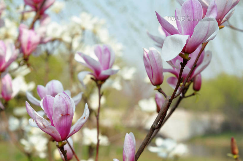 无人,横图,室外,特写,白天,正面,美景,阴影,朦胧,模糊,盛开,光线,影子,景观,枝条,花蕾,花,花瓣,花朵,鲜花,树枝,蓝色,紫色,蓝天,天空,阳光,自然,天,花苞,花蕊,景色,晴朗,自然风光,紫玉兰,辛夷,木笔,万里无云,木兰花,虬枝,枝杈,晴空,晴空万里,木兰,彩图,红玉兰,木笔花,望春,shslj1