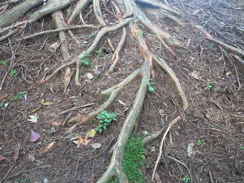 无人,横图,俯视,室外,特写,白天,美景,植物,春川,南怡岛,韩国,亚洲,景观,青苔,苔藓,枝条,树,树木,树枝,绿色,自然,景色,生长,成长,自然风光,东亚,大韩民国,江原道,春川市,虬枝,枝杈,彩图,高角度拍摄,道,shslj1