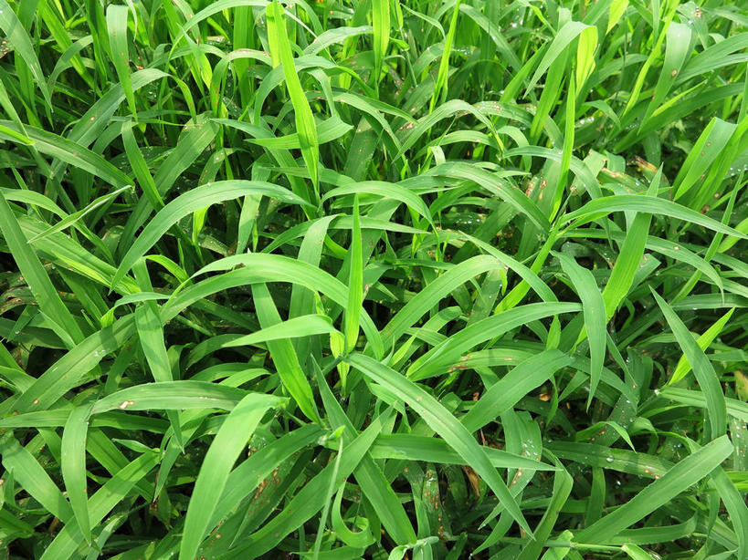 无人,横图,俯视,室外,特写,白天,草地,草坪,美景,植物,叶子,春川,南怡岛,韩国,亚洲,纹理,景观,绿叶,草,绿色,自然,嫩叶,景色,自然风光,东亚,肌理,大韩民国,江原道,春川市,叶,叶片,叶脉,彩图,高角度拍摄,道,shslj1