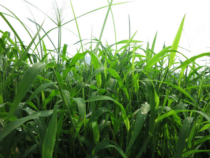 无人,横图,室外,特写,白天,正面,草地,草坪,美景,植物,叶子,春川,南怡岛,韩国,亚洲,纹理,景观,绿叶,草,绿色,天空,自然,天,嫩叶,景色,自然风光,东亚,肌理,大韩民国,江原道,春川市,叶,叶片,叶脉,彩图,道,shslj1