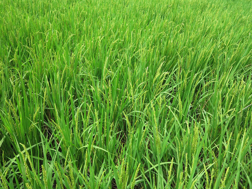 无人,农田,横图,俯视,室外,特写,白天,庄稼,农作物,美景,春川,南怡岛,韩国,亚洲,新鲜,景观,绿色,自然,景色,青春,生命,自然风光,和平,安详,东亚,大韩民国,江原道,春川市,冷色,彩图,高角度拍摄,耕地,庄稼田,道,shslj1