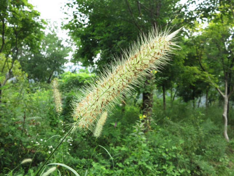 无人,横图,室外,白天,正面,旅游,度假,草地,草坪,美景,树林,植物,春川,南怡岛,韩国,亚洲,景观,娱乐,狗尾巴草,草,树,树木,绿色,天空,自然,天,享受,休闲,狗尾草,景色,放松,生长,成长,自然风光,东亚,绿狗尾草,谷莠子,大韩民国,江原道,春川市,彩图,毛毛草,宿田翁,道,shslj1