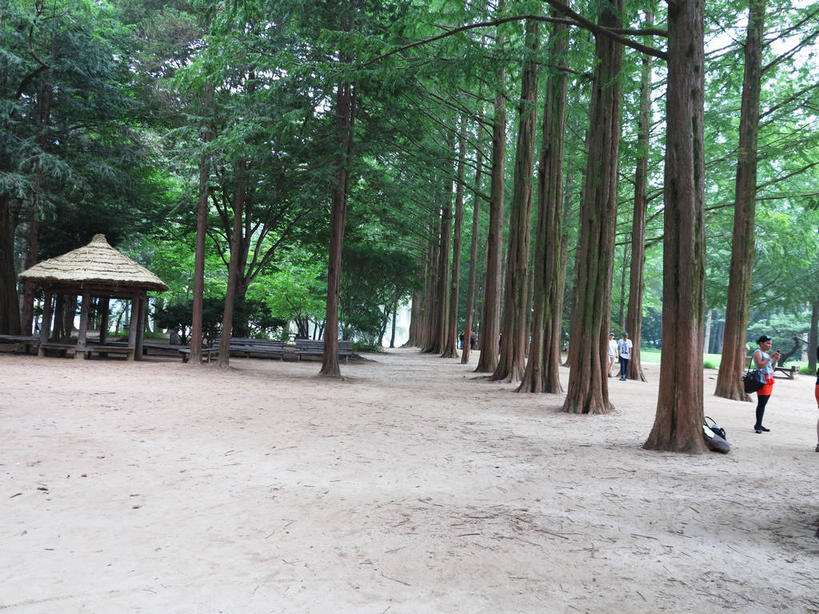 东方人,三个人,伙伴,朋友,站,走,横图,室外,白天,正面,旅游,度假,友谊,美景,森林,树林,植物,道路,路,松树,帽子,春川,南怡岛,韩国,亚洲,行人,游客,游人,服装,包,皮包,亭子,景观,小路,交通,注视,休闲装,黄种人,娱乐,运动帽,路人,旅客,树,树木,衣服,绿色,自然,凉亭,观察,看,站着,享受,休闲,休闲服,鸭舌帽,景色,放松,服饰,生长,成长,观看,单肩包,察看,关注,自然风光,杉树,坚定,东亚,长寿,贞洁,大韩民国,江原道,春川市,水杉,过客,友情,男人,男性,年轻男性,年轻女性,女人,女性,亚洲人,步行,散步,站立,走路,彩图,全身,道,shslj1