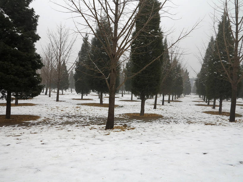 无人,天坛,横图,室外,白天,正面,旅游,度假,美景,雪,植物,雾,大雪,道路,路,北京,中国,亚洲,节日,朦胧,模糊,积雪,景观,乌云,雪景,云,阴天,云朵,冬季,冬天,小路,交通,首都,云彩,文化,娱乐,树,树木,绿色,天空,自然,天,祈祷,祈福,享受,休闲,健康,景色,放松,寒冷,许愿,宗教,信仰,生长,成长,纪念,祈求,迷雾,昏暗,阴沉,自然风光,祭天,东亚,中华人民共和国,东城区,北京市,京,北平,华北地区,天坛公园,严寒,北京天坛,平安,大雾,彩图,永定门内大街,东城,shslj1