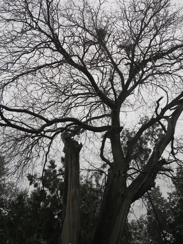 无人,天坛,竖图,室外,白天,仰视,旅游,度假,美景,树林,植物,北京,中国,亚洲,节日,景观,乌云,云,阴天,云朵,首都,云彩,文化,娱乐,树,树木,绿色,天空,自然,天,祈祷,祈福,享受,休闲,健康,景色,放松,许愿,宗教,信仰,生长,成长,纪念,祈求,昏暗,阴沉,自然风光,祭天,东亚,中华人民共和国,东城区,北京市,京,北平,华北地区,天坛公园,北京天坛,平安,彩图,低角度拍摄,永定门内大街,东城,shslj1