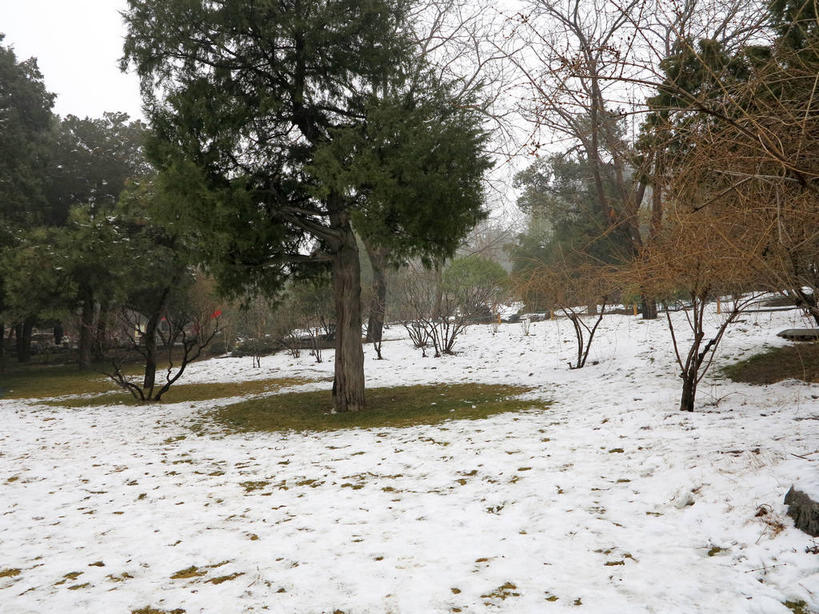 无人,公园,横图,室外,白天,正面,旅游,度假,美景,树林,雪,植物,大雪,北京,中国,亚洲,积雪,景观,乌云,雪景,云,阴天,云朵,冬季,冬天,地面,首都,云彩,娱乐,景山公园,树,树木,黄色,绿色,天空,自然,天,享受,休闲,景色,放松,寒冷,生长,成长,昏暗,阴沉,自然风光,东亚,中华人民共和国,北京市,京,北平,华北地区,西城区,严寒,彩图,煤山,shslj1