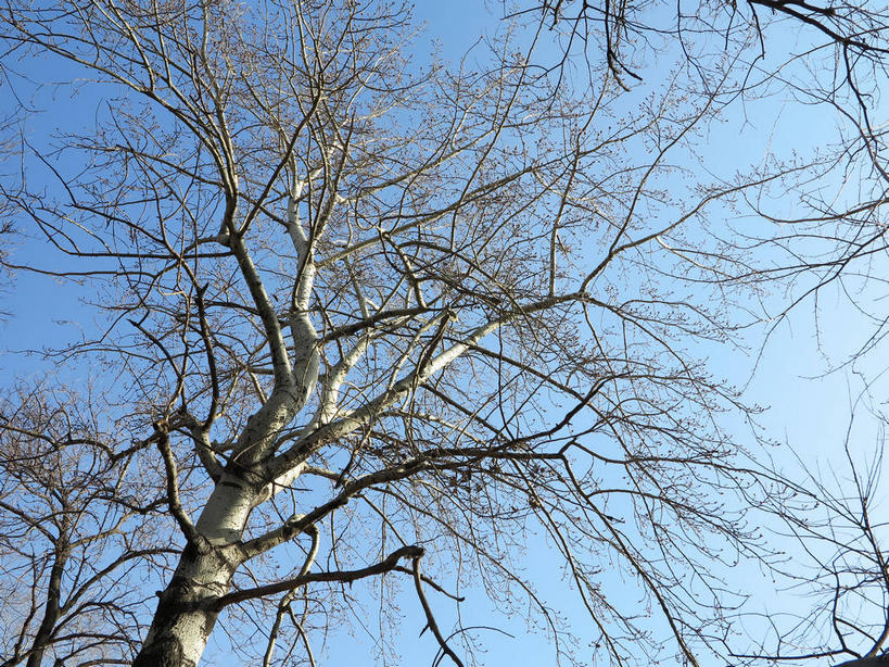 无人,横图,室外,白天,仰视,美景,植物,北京,中国,亚洲,阴影,光线,影子,景观,首都,树,树木,蓝色,绿色,蓝天,天空,阳光,自然,天,景色,生长,晴朗,成长,自然风光,东亚,海淀区,万里无云,中华人民共和国,北京市,京,北平,华北地区,晴空,晴空万里,彩图,低角度拍摄,颐和园路,shslj1