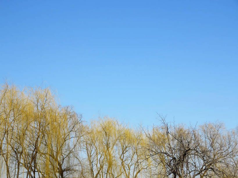 无人,公园,横图,室外,白天,仰视,美景,植物,柳树,北京,圆明园,中国,亚洲,阴影,光线,影子,景观,首都,垂柳,树,树木,蓝色,绿色,蓝天,天空,阳光,自然,天,景色,生长,晴朗,成长,自然风光,东亚,海淀区,万里无云,中华人民共和国,北京市,京,北平,华北地区,倒挂柳,晴空,晴空万里,垂枝柳,彩图,低角度拍摄,圆明园遗址,圆明园遗址公园,shslj1